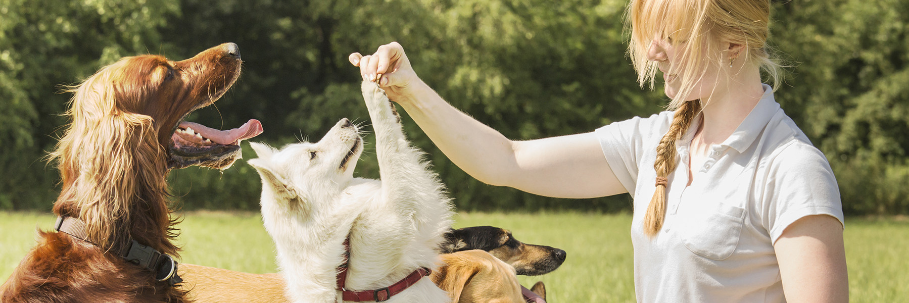 Verschiedene Hunde spielen mit einer Frau auf einer Wiese