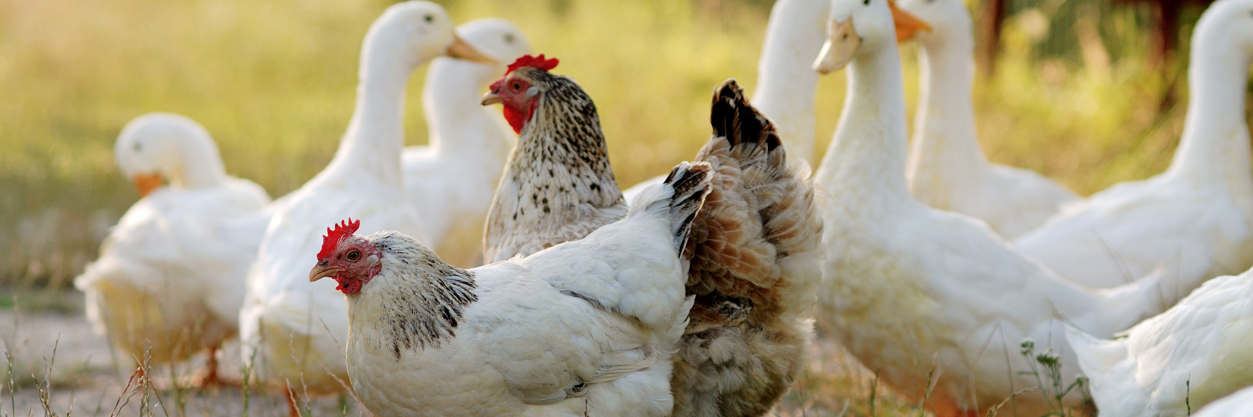 Hühner und Gänse stehen auf einer Wiese.