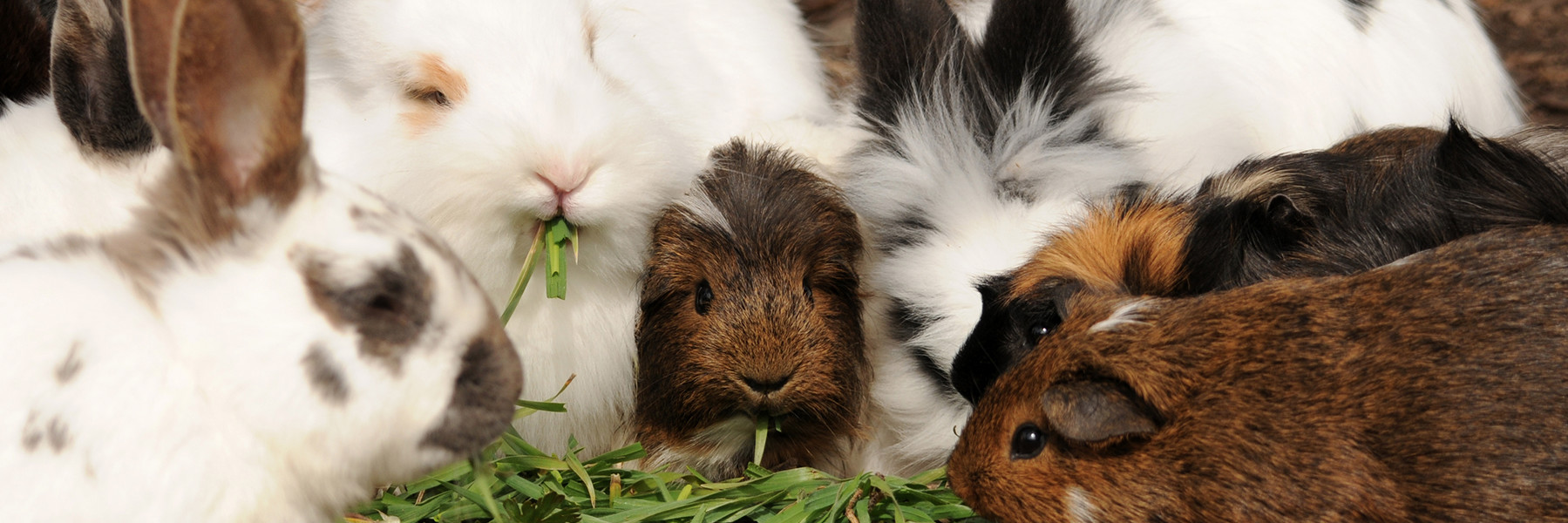Meerschweinchen und Kaninchen futtern zusammen frisches Gras.